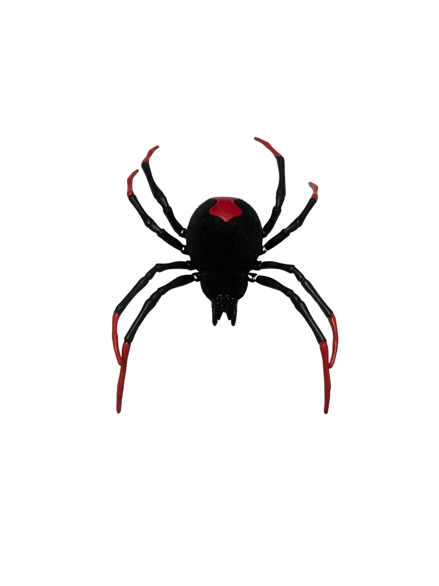 Black Widow Spider