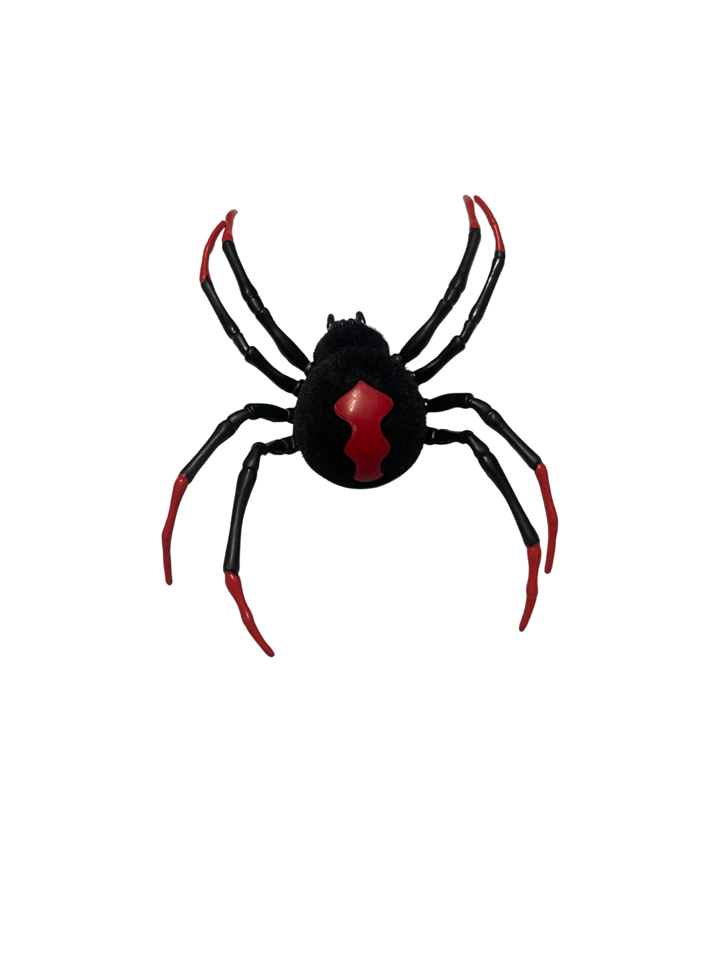 Black Widow Spider