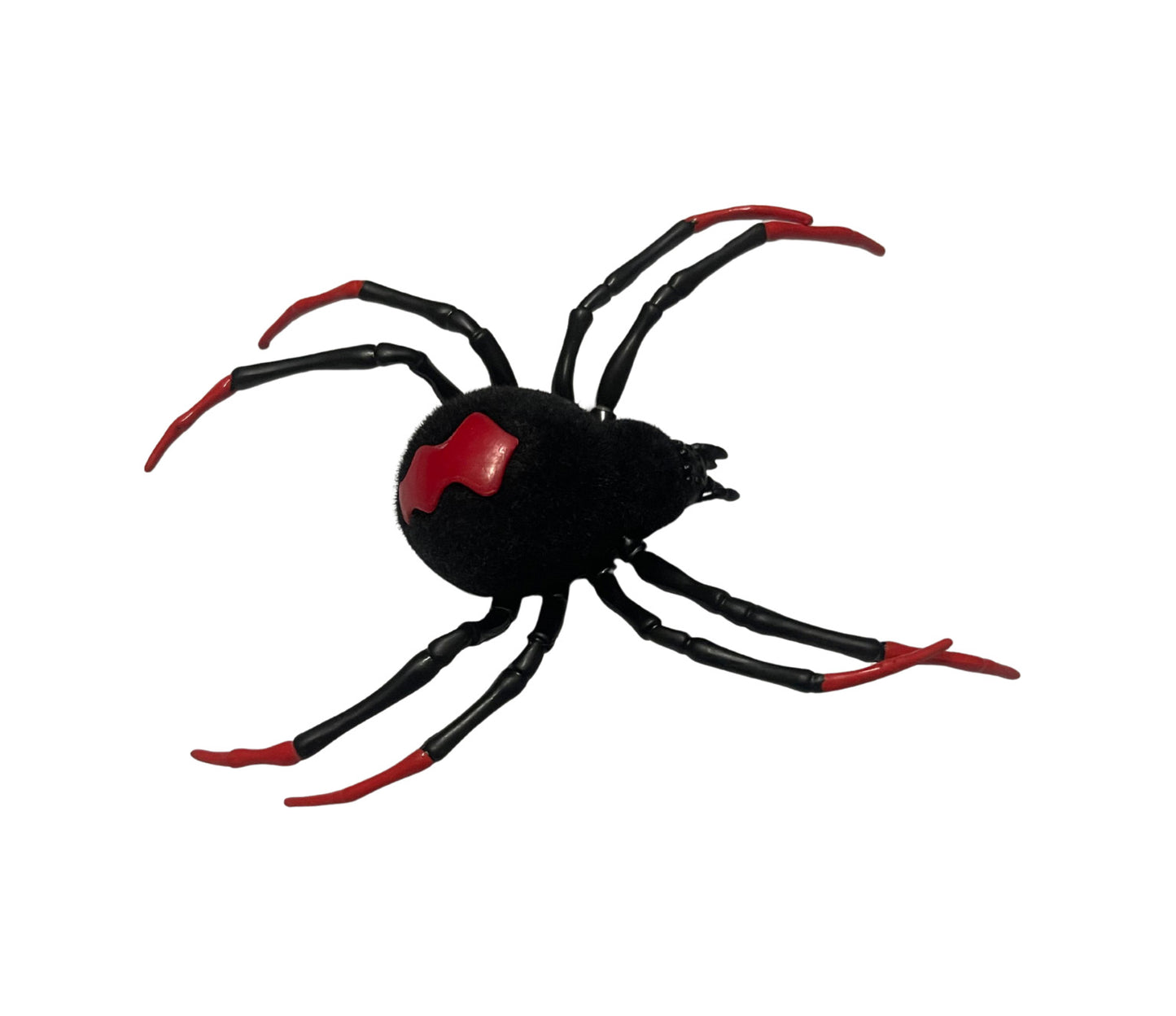 Black Widow Spider